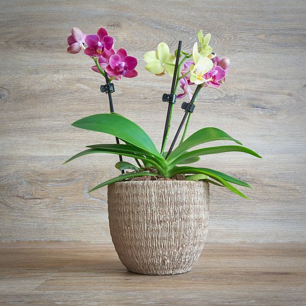 orchidée bicolore en fleurs dans un pot de fleurs par Heiko Kueverling
