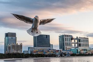 Odaiba Seagull by Aen Seavherne