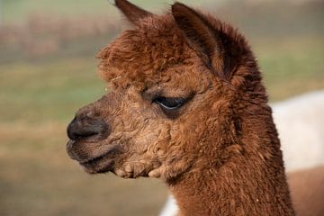 Portrait alpaca by Ulrike Leone