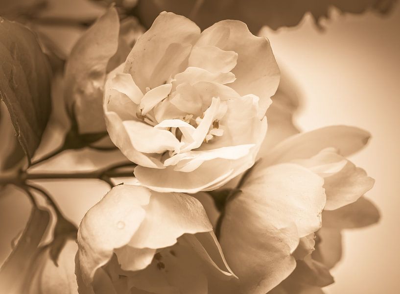 Sepia blossom by Jolanda de Jong-Jansen