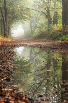 Bospad in de mist met reflectie