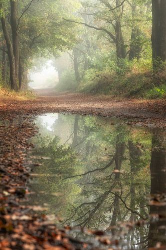 Forest path in fog with reflection by Awesome Wonder