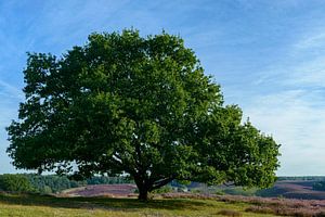 Oak tree in a landscape of blooming heather plants