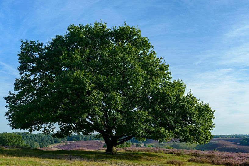 Eiche in einer Landschaft mit blühenden Heidekrautpflanzen von Sjoerd van der Wal Fotografie