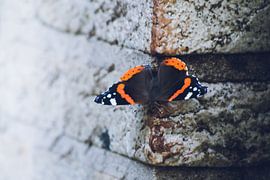 Schmetterling an einer Wand von Pix-Art By Naomi.k