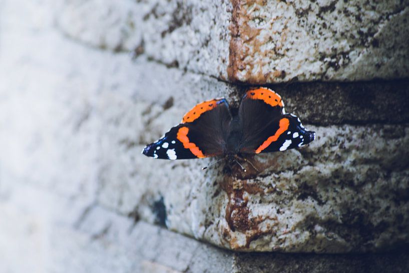 Butterfly on a wall by Pix-Art By Naomi.k