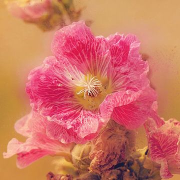 Oudroze bloem van Fotografie Jeronimo