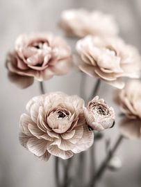Ranunculus in soft, powdery shades by Wolkenlos