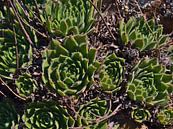 Aeonium, Gran Canaria by Timon Schneider thumbnail