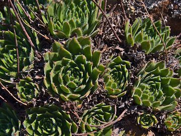 Aeonium, Gran Canaria by Timon Schneider