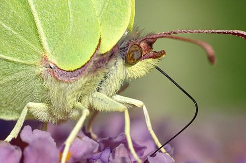 Nahaufnahme Zitronenfalter