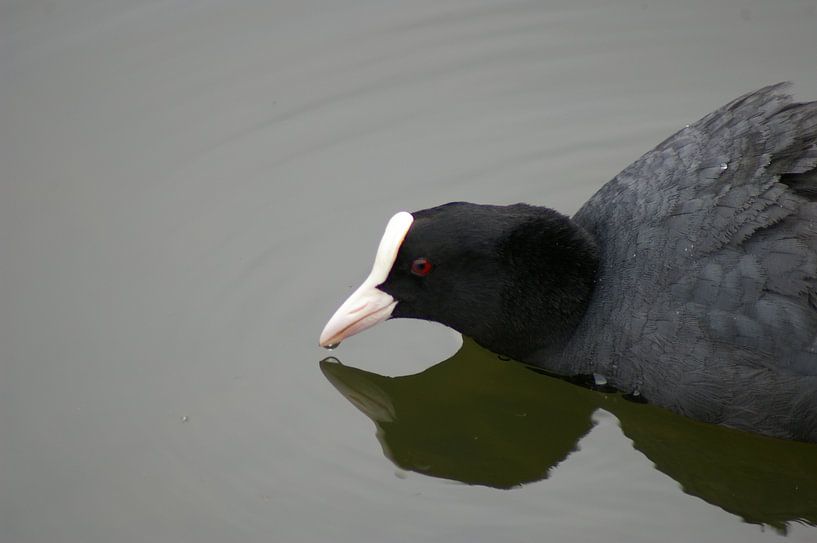Boze meerkoet von Johnny  Hartemink