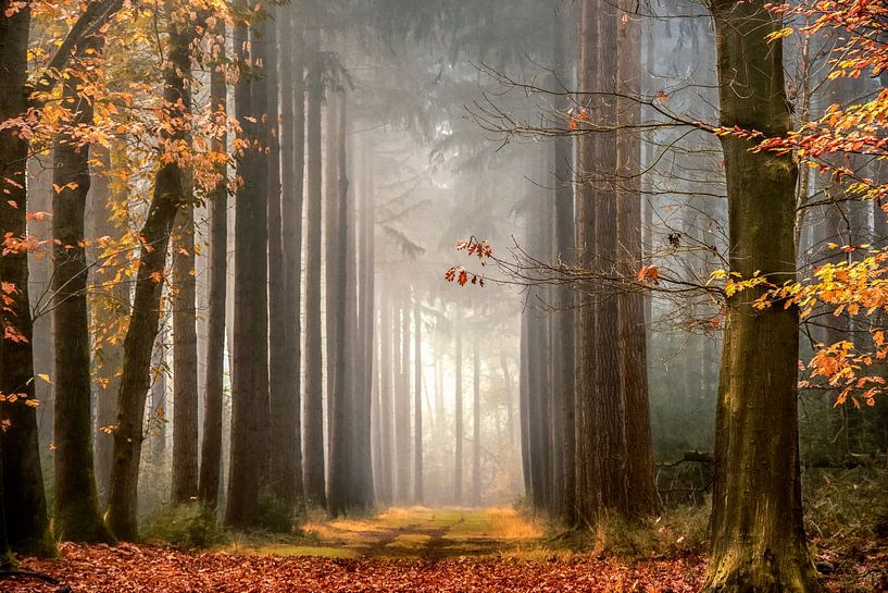 Traumherbst von Lars van de Goor