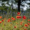 Veld klaprozen en korenbloemen van Noud de Greef