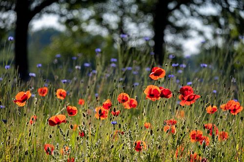 Veld klaprozen en korenbloemen