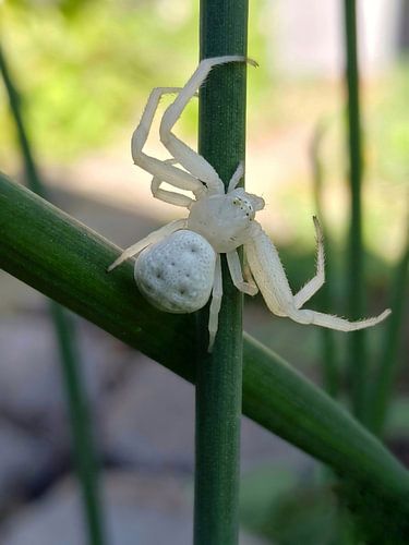 Gewone kameleonspin
