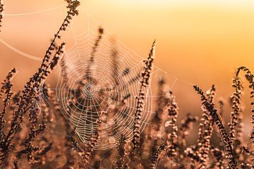 Spinnenweb in de zonsopgang van Capacidad Fotografie