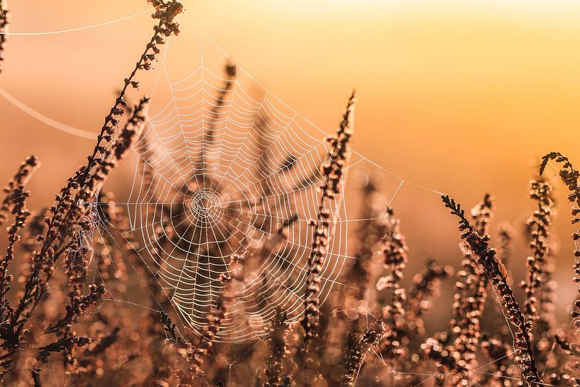 Toile d'araignée au lever du soleil par Capacidad Fotografie