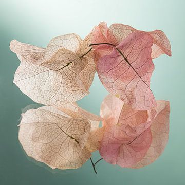 Samen dansend tot het einde (blaadjes van de Bougainvillea) van Marjolijn van den Berg