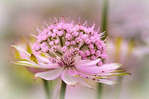 Fleur sur Rob Boon