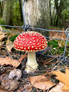 Fliegenpilz