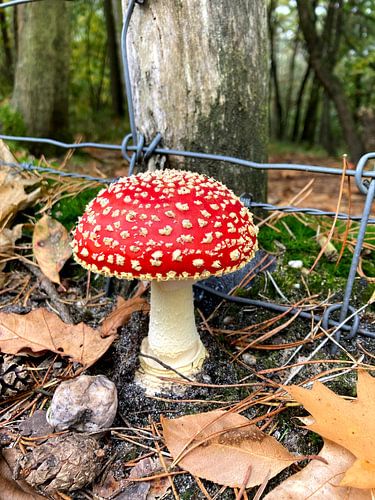 Agaric tue-mouches