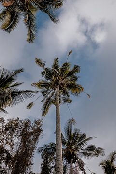 Palmbomen van Bali Indonesie van Anouk Strijbos