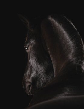 Fine Art portrait black horse by Yvonne van de Kop