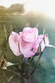 vintage rose von fantasina