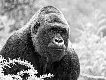 Wildlife - Mighty Gorilla in black and white
