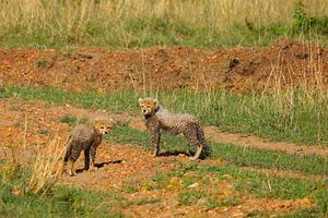 Chiots guépards sur G. van Dijk