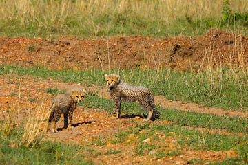 Cheetah pups van G. van Dijk