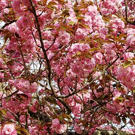 Bloeiende Sakura, een fascinerend natuurspektakel van Frank Photos