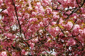 Bloeiende Sakura, een fascinerend natuurspektakel van Frank Photos