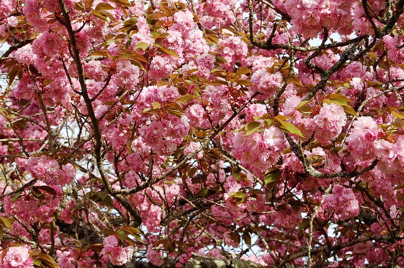 Sakura en fleurs, un spectacle naturel fascinant par Frank Photos