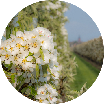 Bloesem in fruitboomgaard van Moetwil en van Dijk - Fotografie