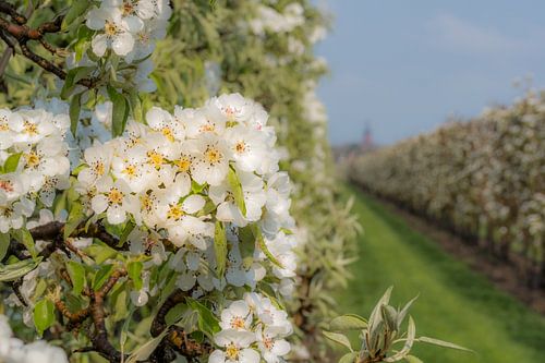 Bloesem in fruitboomgaard