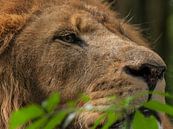 Löwen : Tierpark Amersfoort von Loek Lobel Miniaturansicht