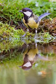 Mésange charbonnière (Parus major)