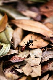 Dinomyrmex gigas-mier in het oerwoud