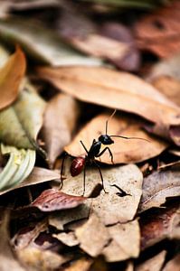 Dinomyrmex gigas-mier in het oerwoud