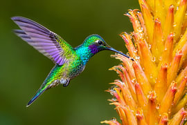 Schillernder Kolibri an einer Blüte von Markus Gann