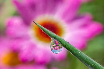 Een bloem gespiegeld in een waterdruppel. van Els Oomis