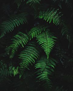 Farn in Nahaufnahme