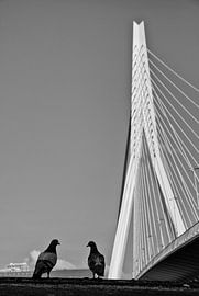 Duiven aan de voet van de Erasmusbrug von Jackie Fotografie