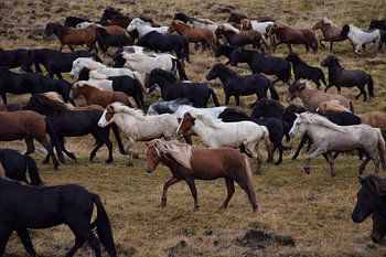 De paarden komen terug van de bergen