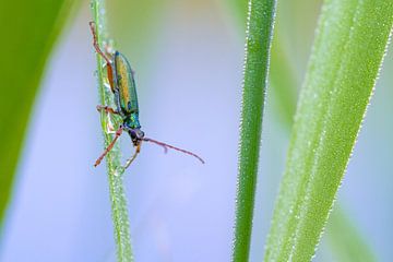 Reed beetle in the morning on grass with dew
