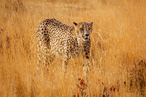 Cheeta in hoog savanne gras
