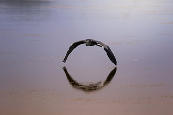 Blauwe reiger bij zonsopkomst