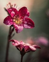 Saxifraga